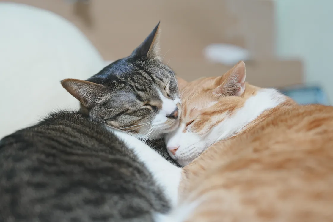 머루와 아키(Meoru & Aki)