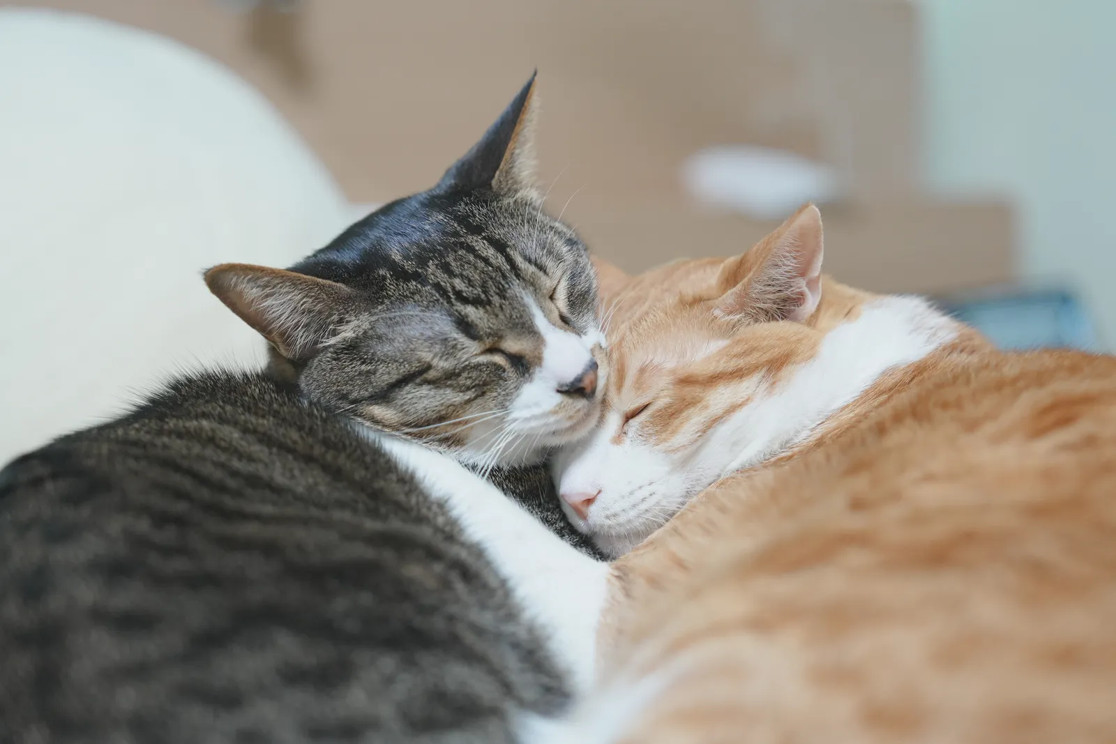 머루와 아키(Meoru & Aki)